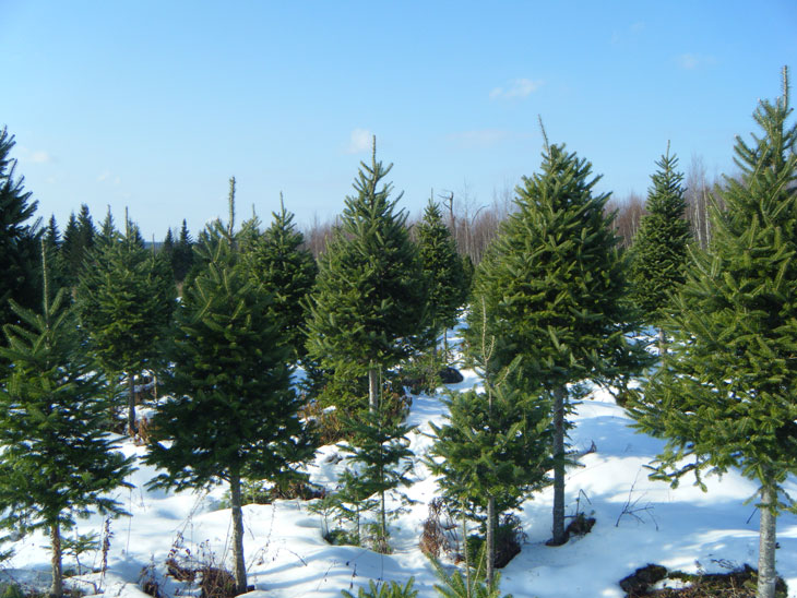 A stand of light density and bale grade trees