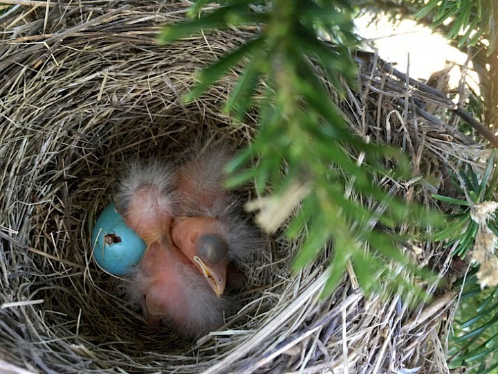 Baby robins just hatched in their nest – a sure sign of spring!