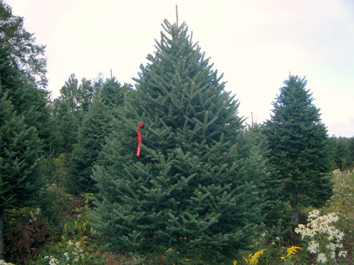 US Premium sheared balsam fir tree