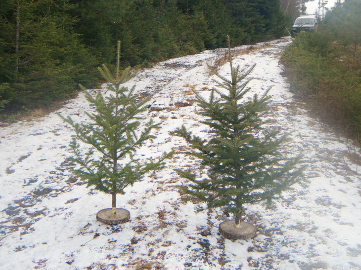 Small table top trees are the perfect holiday choice for those living in smaller spaces.